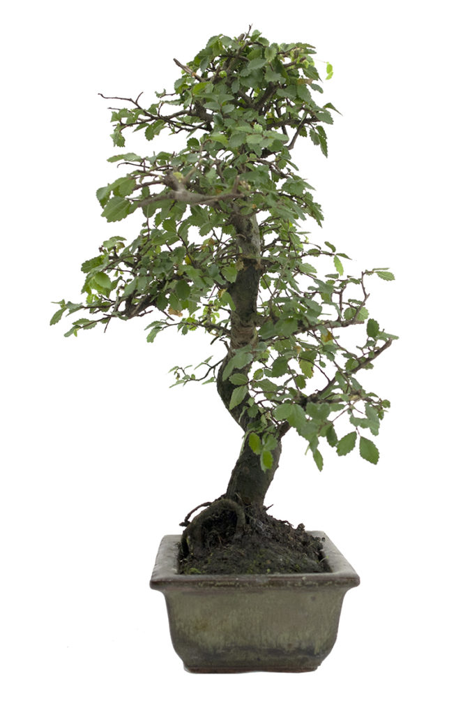 bonsai di olmo cinese